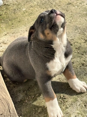 Vand pui Metis American Bully - imagine 3