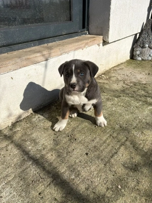 Vand pui Metis American Bully - imagine 5
