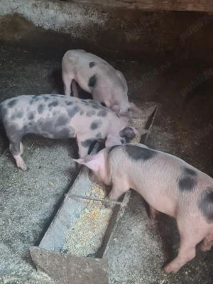 Purcei de vânzare  - imagine 3