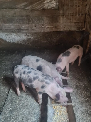 Purcei de vânzare  - imagine 2