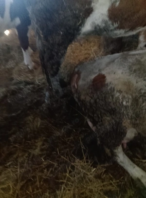 vând jurincă  - imagine 3