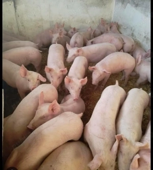 purcei de carne !  - imagine 3