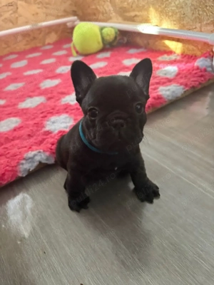 bulldog francez mascul