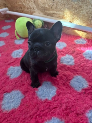 bulldog francez mascul - imagine 2