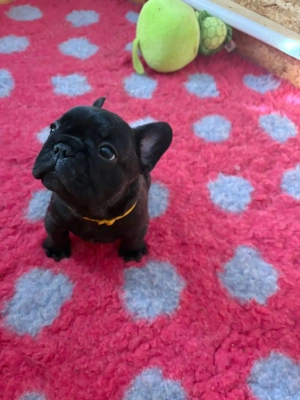 bulldog francez mascul - imagine 3