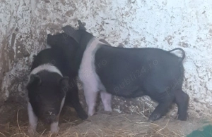 Purcei de vânzare  - imagine 2