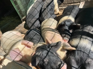 De vânzare porci de casă 