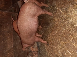 Vând scrofita duroc 10 săptămânii 