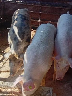 vand porci - imagine 2