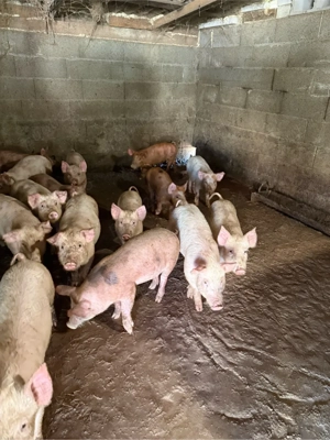 Purcei 10 saptamani  - imagine 2