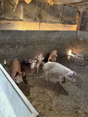 Purcei 10 saptamani  - imagine 4