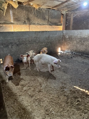 Purcei 10 saptamani  - imagine 3