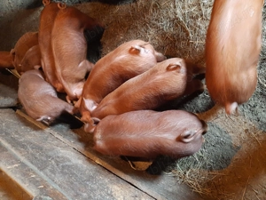 Vând scrofita duroc 10 săptămânii 