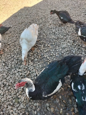 Vand ratoii - imagine 4