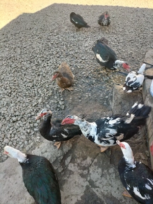 Vand ratoii - imagine 3