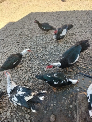 Vand ratoii - imagine 2