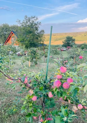 Cabană cu livadă și panoramă superbă – Refugiu în natură, Blaj - imagine 6