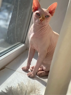 vand sphinx de aproape un an - imagine 2