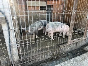 Vând 2 soldani o femelă și un  mascul rasă pură pietrean belgian  - imagine 2