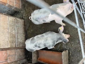 Vând 2 soldani o femelă și un  mascul rasă pură pietrean belgian  - imagine 3