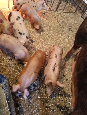 Purcei de vanzare - imagine 2