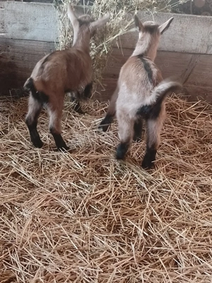 ieduti si tap alpini francezi  - imagine 3