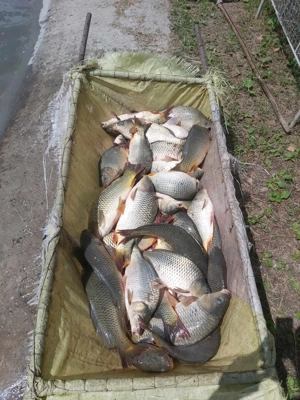 Crap vara 2 pt populari