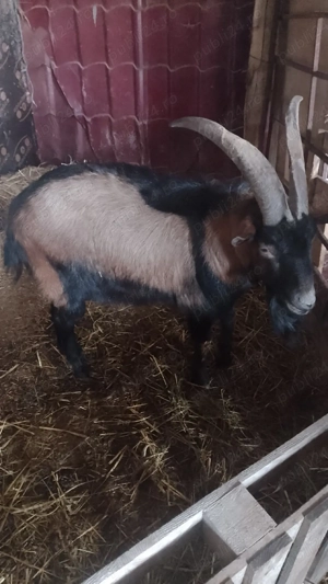 ieduti si tap alpini francezi  - imagine 4