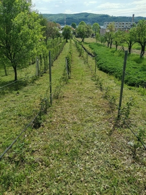 De vanzare teren Curtea de Arges strada Ramnicu Valcea - imagine 3