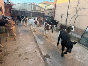 vand 19 vitei - imagine 3