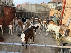 vand 19 vitei - imagine 2