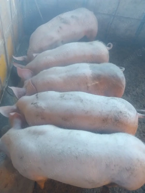 purcei varsta 4 luni preț de la 600-700 lei