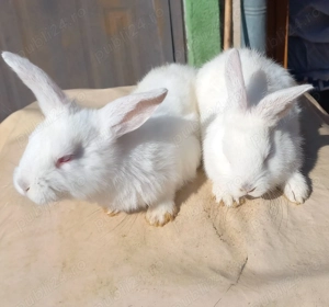 Iepurasii de vanzare