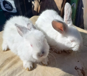 Iepurasii de vanzare - imagine 2