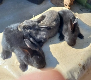 Iepurasii de vanzare - imagine 4