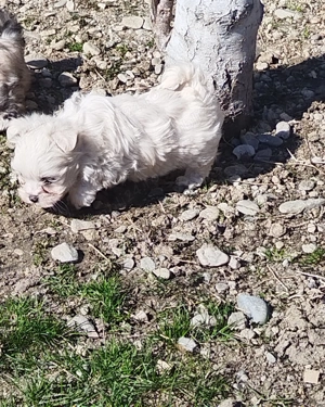 Bichon talie mica - imagine 5