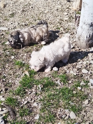 Bichon talie mica - imagine 2