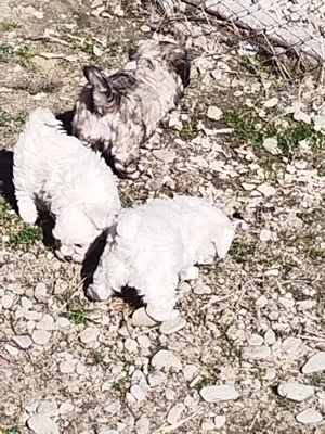 Bichon talie mica - imagine 4