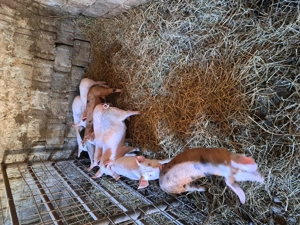 Vând purcei de 8 săptămâni 7 masculi și o femelă.  - imagine 2