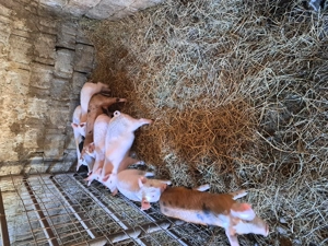 Vând purcei de 8 săptămâni 7 masculi și o femelă.  - imagine 4