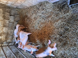 Vând purcei de 8 săptămâni 7 masculi și o femelă.  - imagine 3