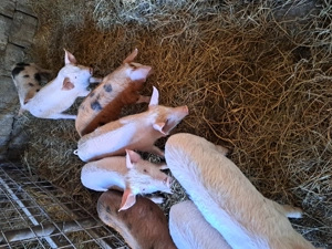 Vând purcei de 8 săptămâni 7 masculi și o femelă. 