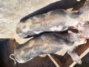 Vand purcei rasa de carne pietrain - imagine 3