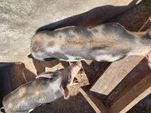 Vand purcei rasa de carne pietrain - imagine 2