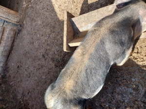 Vand purcei rasa de carne pietrain - imagine 4