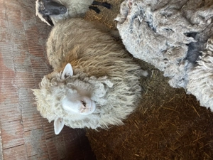 Vând 3 oi tinere  - imagine 4