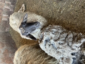 Vând 3 oi tinere  - imagine 3