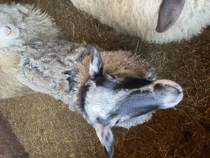 Vând 3 oi tinere  - imagine 2