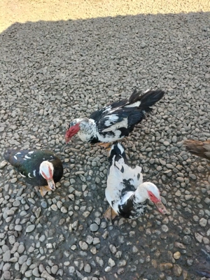 Vand ratoii - imagine 5