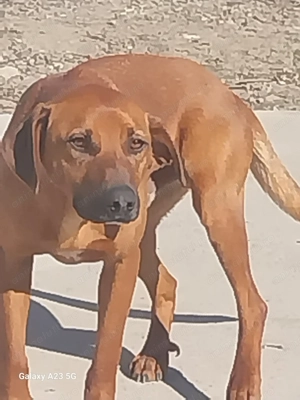 Căței de trufe și vânătoare. - imagine 2